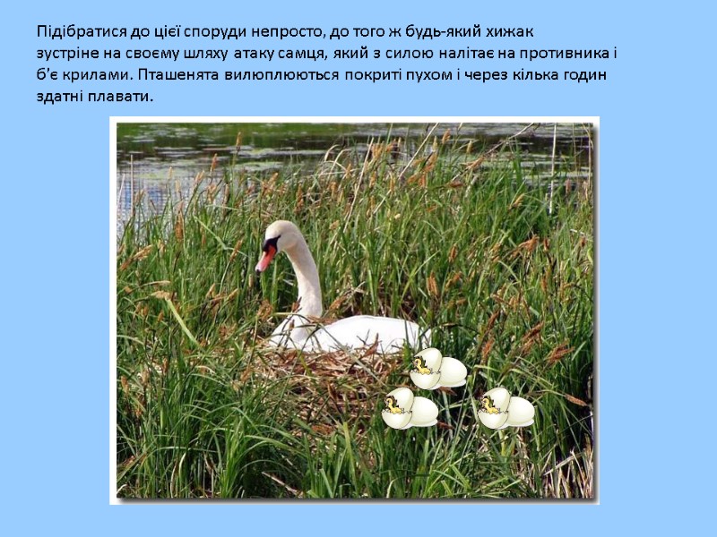 Підібратися до цієї споруди непросто, до того ж будь-який хижак  зустріне на своєму